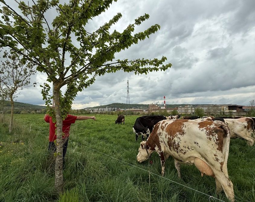 Parcelle de Pixérécourt en mai 2025